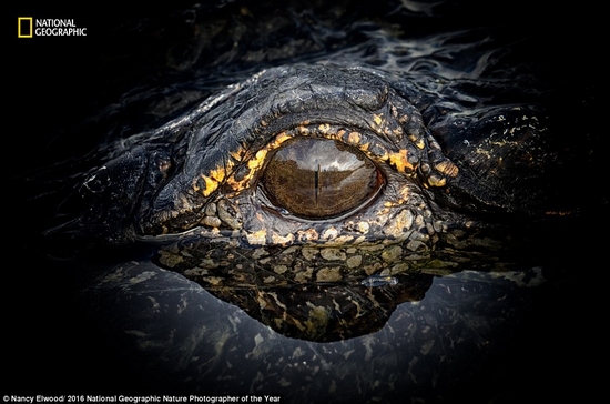 Con mắt đáng sợ của loài cá sấu ở Florida, Mỹ