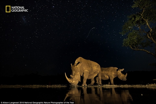 2 con tê giác uống nước dưới bầu trời đầy sao ở Nam Phi