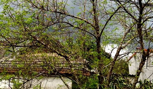 Những cây đào cổ thụ tại thị trấn Nông trường Mộc Châu chi chít nụ và hoa. Ảnh: Lãnh Hương.