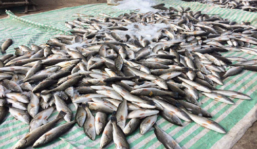 Các nhà khoa học lại vào cuộc phân tích nước biển làm cá chết ở Thanh Hóa