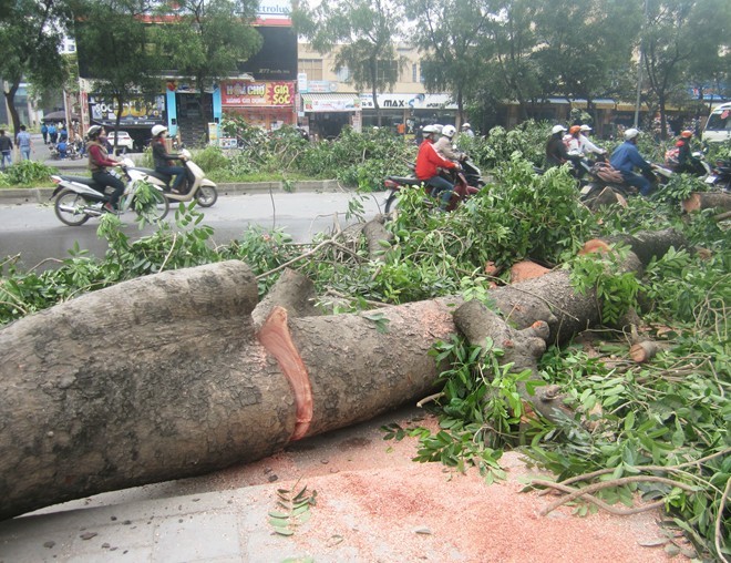 Đốn hạ cây xà cừ tại đường Nguyễn Trãi, Thanh Xuân, Hà Nội (ảnh Zing)