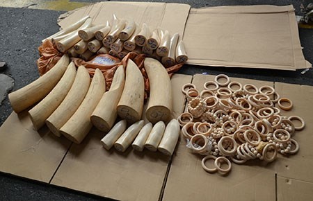 Bắt 300kg nghi là ngà voi tại sân bay Nội Bài