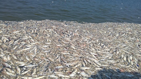 Cá tiếp tục chết đặc hồ Tây: Công an, quân đội vào cuộc