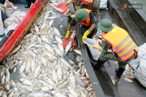 Thủ tướng yêu cầu làm rõ nguyên nhân cá chết bất thường ở hồ Tây