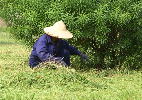 Việc cắt cỏ bị tạm dừng từ 1/7 khi UBND TP Hà Nội rà soát và nhận thấy khoản chi cho việc này rất lớn và lãng phí.