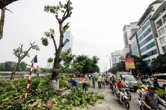 Hà Nội di dời, đốn hạ cả trăm cây xanh làm đường sắt