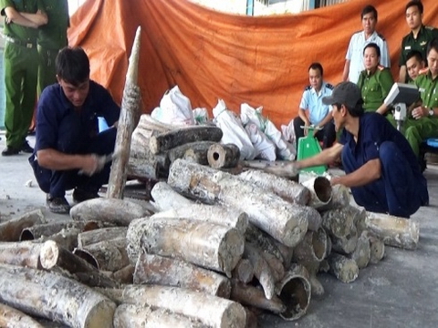 Phát hiện ngà voi giá 40 tỷ trong ruột gỗ cập cảng ở Sài Gòn