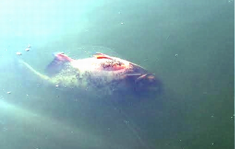 Cá chết tại hồ Linh Đàm là những loại có trọng lượng lớn, hơn 1 kg/con