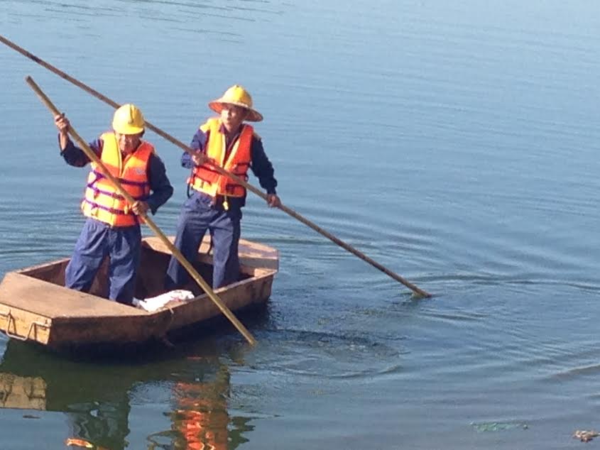 Nhân vien thoát nước Hà Nội thực hiện vớt xác cá chết tại hồ Linh Đàm trong sáng nay (27/10)