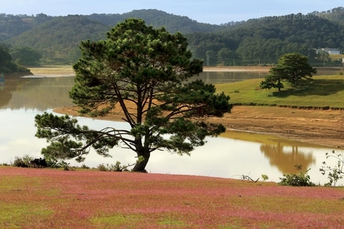 Ở Đà Lạt có 2 đồi cỏ hồng lớn gần nhau tại Trại Mát, Đà Lạt. Ảnh: Zing.