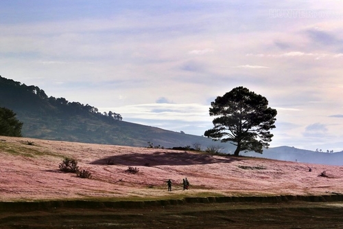 Dưới tán lá phong, cỏ hồng rợp bóng càng làm nổi bật lên phong cảnh nên thơ, trữ tình. Ảnh: Zing.