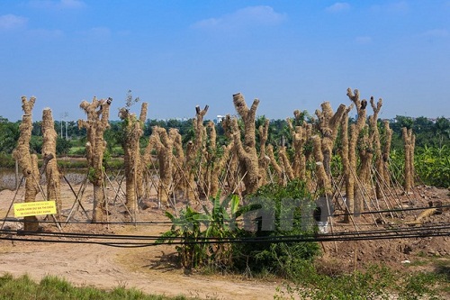 Hàng cây cổ thụ bên đường Kim Mã cơ bản đã được di chuyển hết về vườn ươm ở Văn Giang, Hưng Yên. (Ảnh: Minh Sơn/Vietnam+)