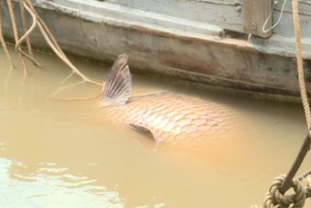 Bắt được cá hô vàng nặng gần 130kg, bán hơn 300 triệu đồng