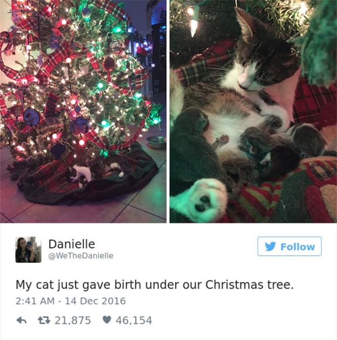 Câu chuyện về những chú mèo con được sinh ra ngay dưới cây thông Noel khiến nhiều người cảm động.