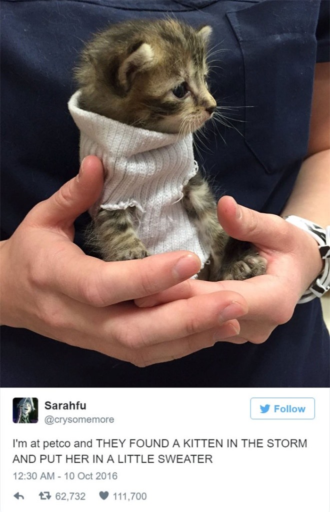 Bức ảnh được chia sẻ nhiều nhất trên Twitter là hình ảnh một con mèo nhỏ được tìm thấy trong cơn bão và đang mặc chiếc áo len tự chế để giữ ấm.