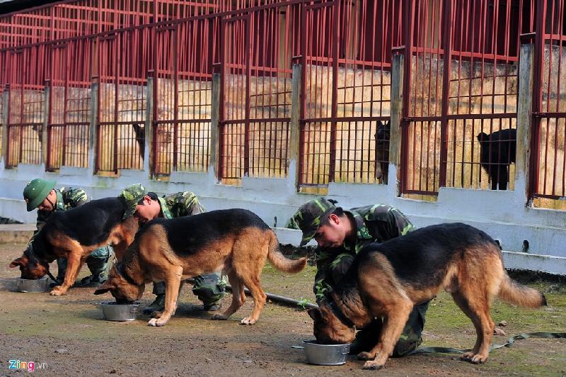 Mỗi năm đơn vị này chỉ huấn luyện một khóa với 40 - 50 chó nghiệp vụ, cho ra lò 5 khóa với gần 150 huấn luyện viên và chó nghiệp vụ về các đơn vị làm nhiệm vụ phòng chống tội phạm ma túy, ngăn chặn vượt biên - buôn lậu, bảo vệ các mục tiêu - kho tàng.