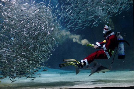 Một thợ lặn mặc trang phục ông già Noel biểu diễn với cá mòi ở Aquarium Coex,Seoul, Hàn Quốc, vào ngày 17.12.