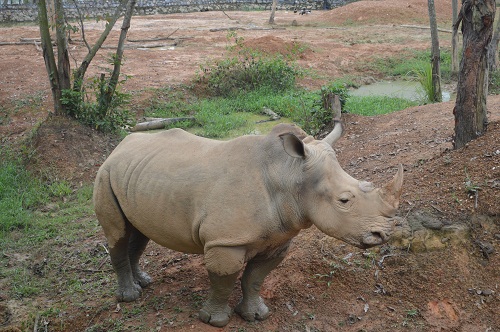 Tê giác tại vườn thú