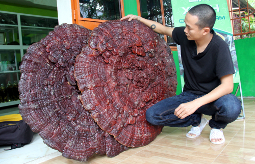 Ngắm cây nấm khổng lồ, nặng 6 kg