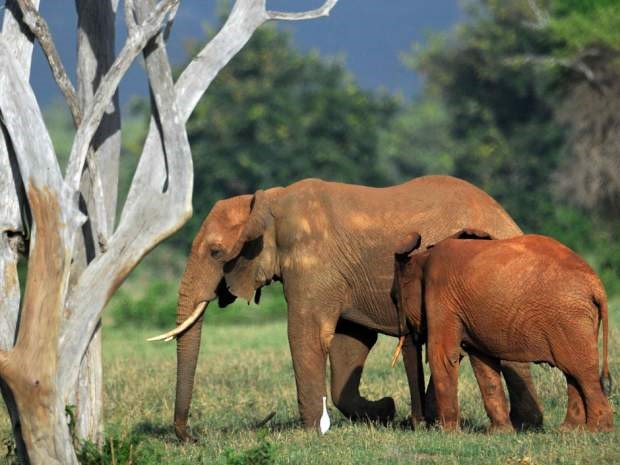 Các chuyên gia lo ngại rằng loài voi châu Phi sẽ biến mất trong 20 năm nữa. Ảnh: 