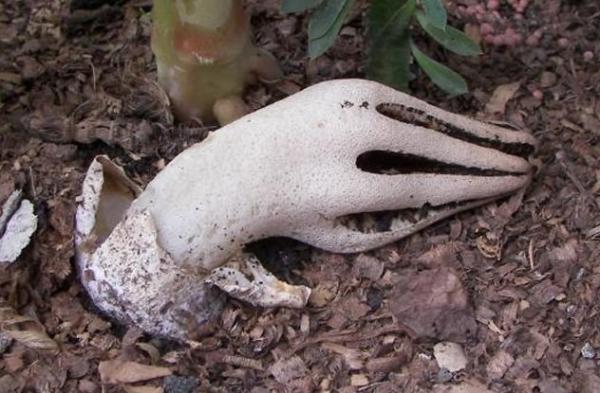 Nấm ngón tay thần chết, tên khoa học là Clathrus archeri, là một loại nấm thực sự đáng sợ. Mặc dù không độc nhưng mùi của loài nấm này rất giống như mùi xác chết đang phân hủy, vô cùng khó chịu. Hơn nữa, hình dáng giống như bàn tay thò lên từ dưới đất của chúng cũng đủ dọa sợ ngất những người yếu bóng vía.