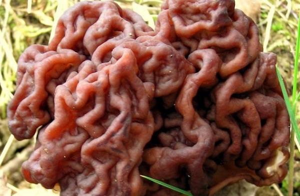Nấm não, có tên khoa học là Gyromitra esculenta, bề mặt xoắn của nó trông giống hệt như não người, khá rùng rợn. Đây là một loài nấm độc, có thể gây chết người khi ăn sống. Thậm chí ngay cả khi được xử lý, loài nấm này vẫn còn tồn dư chất gây ung thư hydrazine gyromitin, rất có hại.