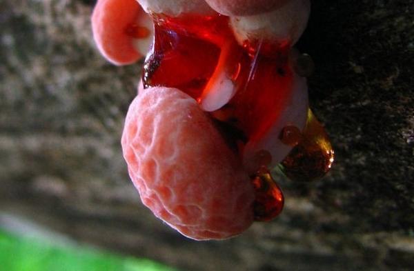 Nấm dạ dày hay nấm phổi là cái tên thông dụng của loài nấm kỳ quặc có cái tên khoa học là Rhodotus palmatus. Bề mặt của loại nấm này có dạng keo và có những đường vân trắng và đường rãnh sâu như mặt lưới, nhìn giống như một hệ thống mạch máu nội tạng.
