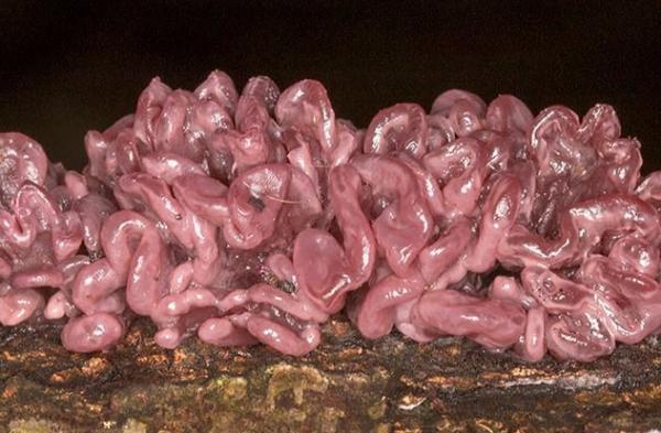 Nấm ruột non, tên khoa học là Ascocoryne sarcoides là một loại nấm khiến nhiều người không khỏi giật mình khi nhìn thấy lần đầu tiên. Sở hữu ngoại hình giống hệt như phần ruột non của con người, loài nấm này cũng là một trong những loài nấm không thể ăn được.
