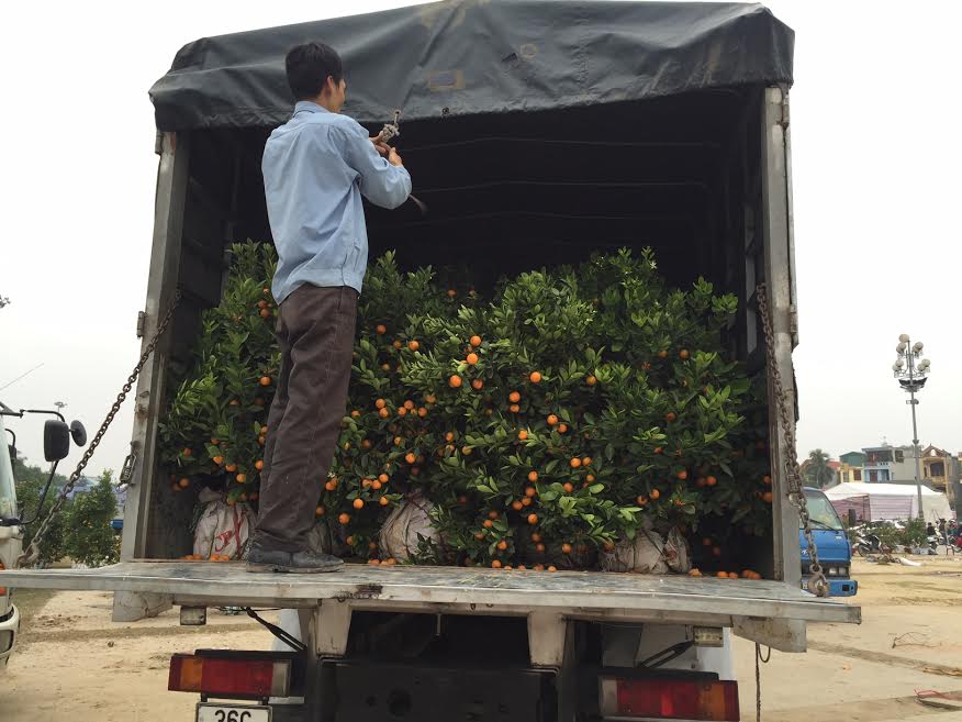 Những cây quất được chở trên chiếc xe tải lớn để cung cấp ra thị trường