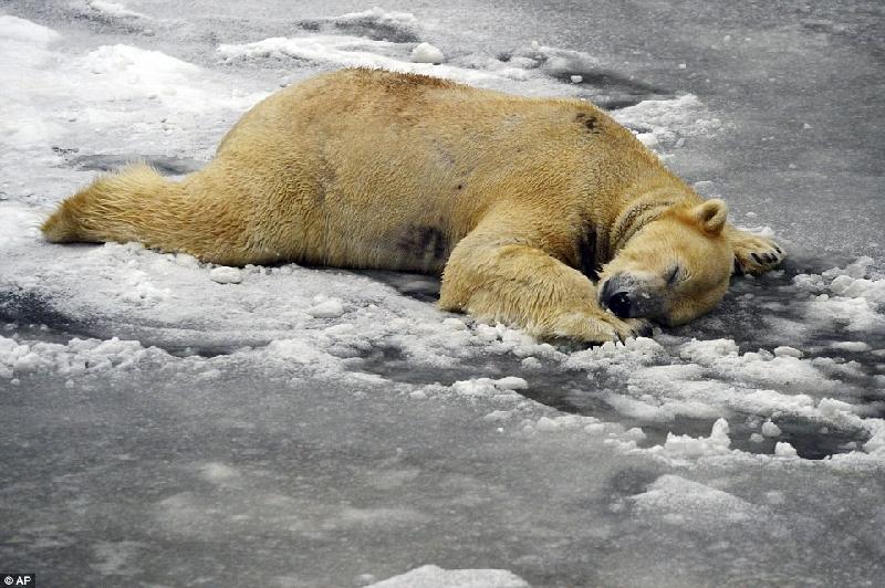 Một chú gấu Bắc cực đang ngủ khi tuyết rơi kín xung quanh tại công viên Tierpak ở thủ đô Berlin của Đức. Ảnh: AP.
