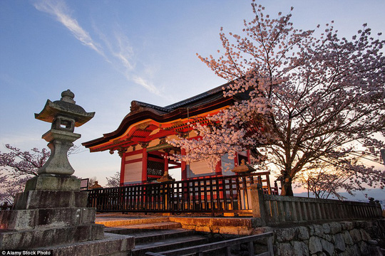 7. Nhật Bản: Nhật Bản đặc biệt quyến rũ vào mùa xuân khi hoa anh đào nở rộ. Bức ảnh chụp tại chùa Kiyomizu-dera ở TP Tokyo. Ảnh: Alamy Stock Photo 