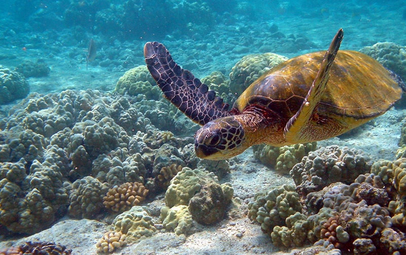 3. Aldabra. Đảo san hô lớn thứ hai thế giới và nằm trong nhóm đảo Aldabra trên Ấn Độ Dương thuộc đảo quốc Seychelles. Hòn đảo được hình thành cách đây gần 125.000 năm, được phát hiện vào năm 1511 bởi các nhà thám hiểm người Bồ Đào Nha. Cuối năm 1982, UNESCO chính thức đưa đảo vào danh sách di sản thế giới.