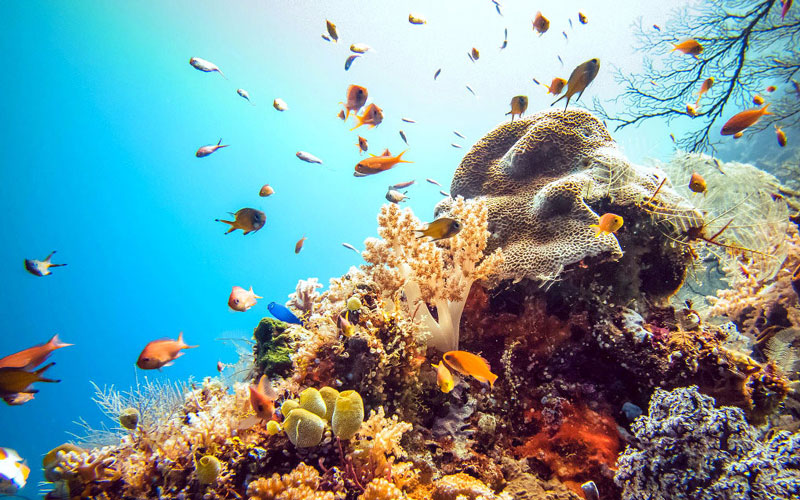 8. Tubbataha. Là rạn san hô vòng kiêm công viên biển tự nhiên ở biển Sulu thuộc tỉnh Palawan, Philippines. Rạn san hô Tubbataha đã được UNESCO công nhận là di sản thế giới. Tổng diện tích của công viên tự nhiên này là 130.028 hécta, bao gồm cả các dải san hô và các hòn đảo xung quanh công viên.