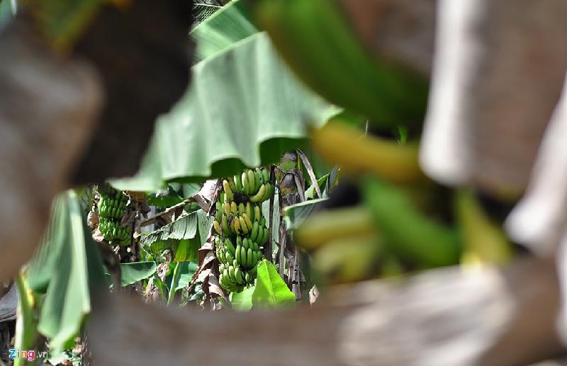 Theo anh Trần Văn Mẫn (xã Thanh Bình, huyện Trảng Bom), đầu năm 2016, thấy hàng xóm trúng vụ chuối nên anh thuê 4.000 m2 rẫy để trồng. Khi cây bước vào đợt thu hoạch đầu tiên thì giá giảm, không bán được. 