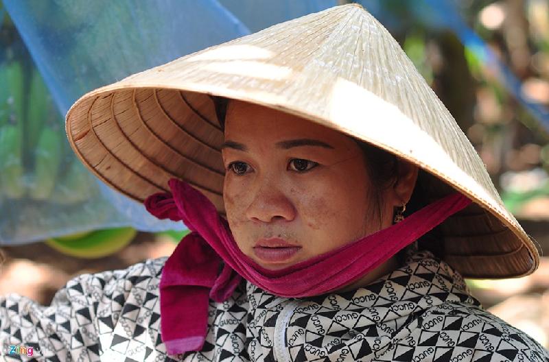 Khuôn mặt u buồn, đầy lo lắng của chị Nguyễn Xuân Trà My (32 tuổi, ngụ xã Thanh Bình, huyện Trảng Bom) khi vườn chuối đầu tư hơn 100 triệu đồng gần như mất trắng thu nhập.  