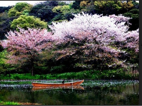 Vườn Sankeien nơi lý tưởng để thưởng ngoạn các loài hoa đẹp