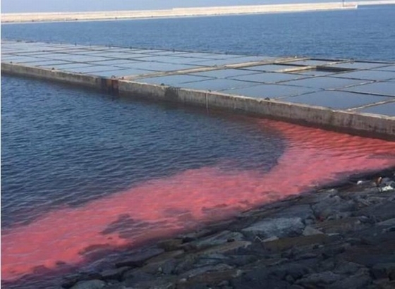 Phát hiện thủ phạm gây ra vệt nước đỏ ở biển Vũng Áng