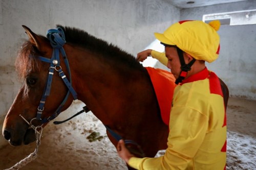 Nài ngựa Nguyễn Văn Cường (23 tuổi) lắp yên và dây cương cho chú ngựa đua có tên Yamaha. 