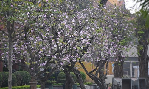 Hà Nội 12 tháng mùa hoa. Mỗi độ tháng 2, tháng 3 trong tiết Xuân, Thủ đô đều nở rộ sắc trắng và sắc tím với nhiều cấp độ từ tim tím, tím, tím lịm… của hoa ban.