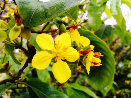 Mai vàng còn được người Huế gọi là hoàng mai, có lá màu xanh, hoa 5 cánh, dày và vàng tươi rực rỡ. Hoa hoàng mai có hương thơm nhè nhẹ, vẻ đẹp tinh khiết, thanh thoát và rất riêng biệt.