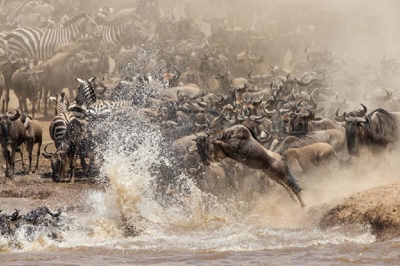 Cuộc di cư của linh dương đầu bò (Kenya và Tanzania): Cuộc di cư hàng năm qua vùng Serengeti và Maasai Mara là một trong những sự kiện hoang dã ấn tượng nhất hành tinh. Hơn 1,5 triệu cá thể di chuyển qua lại trong quãng đường 1.600 km, đuổi theo các cơn mưa, tìm kiếm đồng cỏ xanh tươi. Cuộc di cư là nguồn sống của đồng cỏ, giúp đất đai màu mỡ và đem lại thức ăn cho các loài săn mồi. Không có sự kiện này, toàn bộ hệ sinh thái sẽ sụp đổ.
