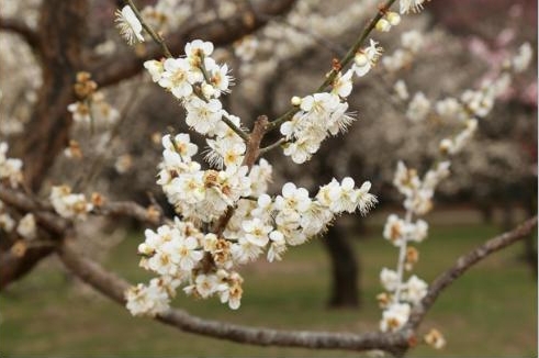 Khu vườn có hơn 3.000 cây hoa mơ thuộc 100 loại khác nhau đua chen khoe sắc làm sáng bừng cả một khoảng trời. Đây chỉ là những cây hoa nở đầu mùa được gọi là Hayazaki gồm các giống hoa như Yaekanko, Shironaniwa, Yaetoji và Rekkobai. Giữa mùa là Nakazaki với giống hoa mơ cánh đơn Tsukikage mang mùi hương quyến rũ và cuối mùa là Osozaki với những giống hoa Shirokaga, Kasugano và Konanshomu. 