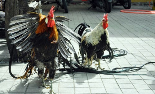Ở Nhật, giống gà lông dài Onagadori được người dân xem là 