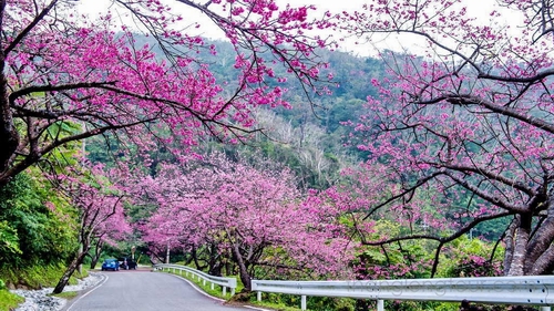 Mặt đất lấp đầy cánh hoa ngập sắc xuân ngời, trên những tà kimono truyền thống ít nhiều vương vấn hương sắc hoa rơi. Những vườn đào rộng lớn trinh nguyên giữ trọn nét đẹp từ xứ sở “Mặt trời mọc”. Cuối tháng ba, những khuôn viên hoa luôn ngày đêm huyên náo với dòng người thưởng ngoạn hoa, đàn ca thâu đêm suốt sáng. Điểm ngắm hoa đẹp nhất là thủ đô Tokyo, cao nguyên Hakone, Kyoto, Osaka, Fukushima… 