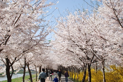 Còn tại Hàn Quốc, khoảng đầu tháng 4, những ngọn núi tỏa sáng bởi sắc hoa đào hồng phớt khiến bao du khách say lòng. Tại Seoul, nổi tiếng nhất là đường hoa anh đào Yunjungno với 1.400 cây anh đào bung sắc trắng hồng tạo thành con đường phủ đầy hoa. Ngoài ra, bạn có thể đến núi Namsan, Gyeongju… cũng là địa điểm ngắm hoa anh đào thỏa thích. Đừng bỏ qua đảo Jeju với những cánh hoa anh đào lớn và lung linh hơn; tham dự lễ hội hoa anh đào (từ 4 - 8/4) thu hút hơn một triệu lượt khách tham quan mỗi năm.