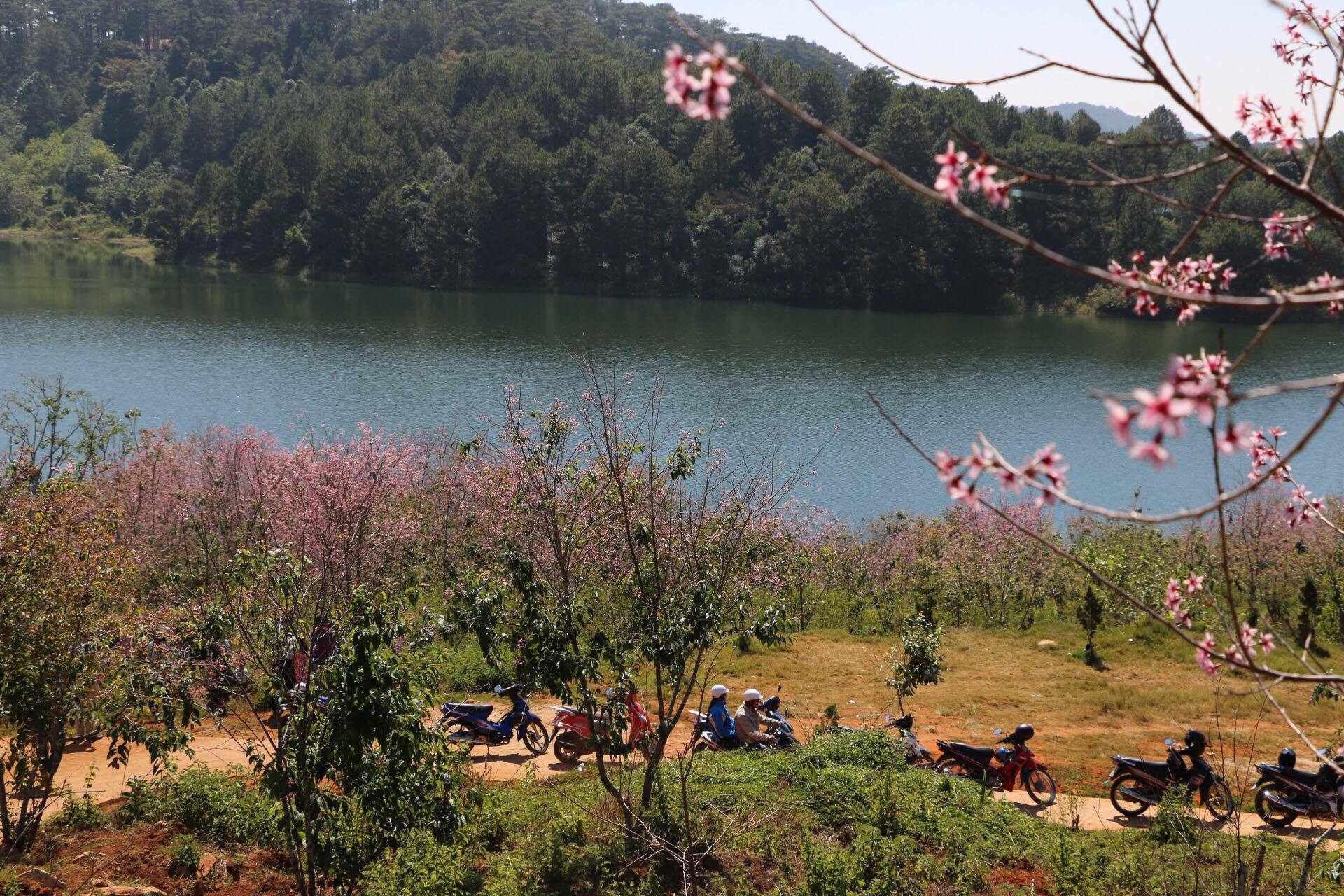 Hồ Tuyền Lâm cách trung tâm thành phố Đà Lạt khoảng 6km, được tập trung trồng nhiều hoa anh đào nhất.