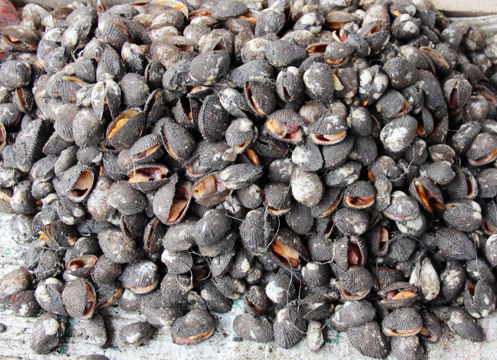 Bắt hơn 1 tấn sò có nguồn gốc từ Trung Quốc