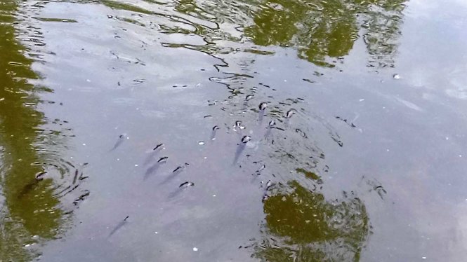 Nhiều đàn cá bơi lờ đờ, có dấu hiệu sắp chết ở khu vực các con lạch thuộc xã Lộc Vĩnh, huyện Phú Lộc sáng 24-3 - Ảnh: Đ.Thành