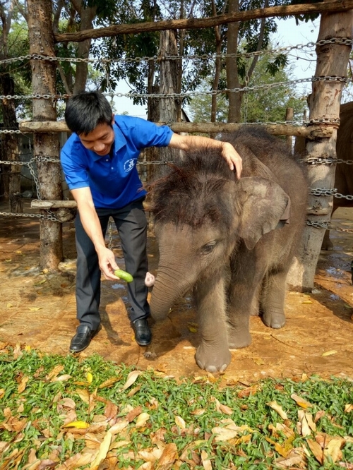 Hình ảnh chú voi Gold sau một năm được chăm sóc tại Đắk Lắk