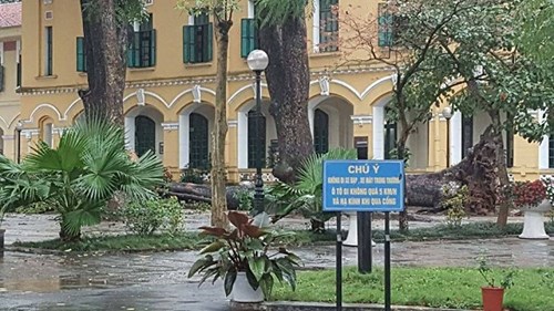 Nhieu hoc sinh bi cay do trung nguoi giua san truong Chu Van An - HN  Hiện trường cây xanh đổ khiến một số học sinh nhập viện ở trường THPT Chu Văn An (Hà Nội).